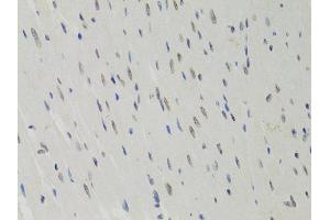 Immunohistochemistry of paraffin-embedded rat heart using LMNB1 antibody (ABIN5970980) at dilution of 1/100 (40x lens). (Lamin B1 anticorps)