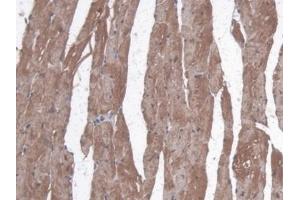Detection of MYO in Mouse Heart Tissue using Polyclonal Antibody to Myoglobin (MYO)
