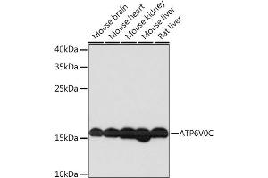 Western blot analysis of extracts of various cell lines, using V0C Rabbit pAb  at 1:1000 dilution. (ATP6V0C anticorps  (AA 1-100))