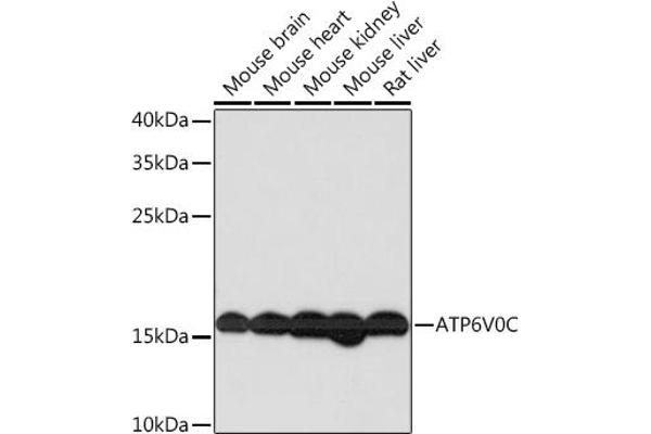 ATP6V0C anticorps  (AA 1-100)
