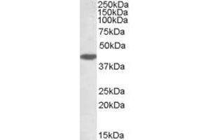 ABIN184638 (1µg/ml) staining of HeLa lysate (35µg protein in RIPA buffer). (DUSP1 anticorps  (C-Term))
