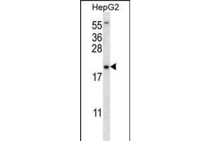 UBE2NL Antibody (N-term) (ABIN656527 and ABIN2845793) western blot analysis in HepG2 cell line lysates (35 μg/lane).