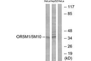 Western blot analysis of extracts from HeLa/HepG2 cells, using OR5M1/5M10 Antibody. (OR5M1/5M10 anticorps  (AA 230-279))