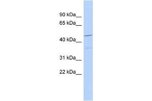 WB Suggested Anti-FAM81A Antibody Titration: 0. (FAM81A anticorps  (N-Term))
