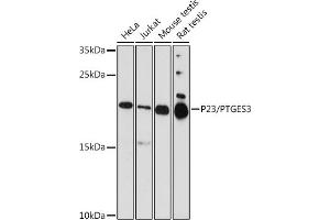 Western blot analysis of extracts of various cell lines, using P23/P23/PTGES3 antibody  at 1:1000 dilution. (PTGES3 anticorps  (AA 1-100))