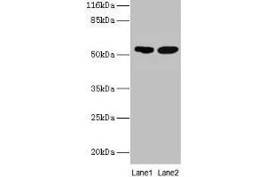 Western blot All lanes: SVOPL antibody at 2 μg/mL Lane 1: Mouse liver tissue Lane 2: Rat liver tissue Secondary Goat polyclonal to rabbit IgG at 1/10000 dilution Predicted band size: 54, 37 kDa Observed band size: 54 kDa