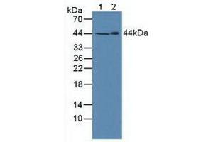 Figure. (SPHK1 anticorps  (AA 148-398))