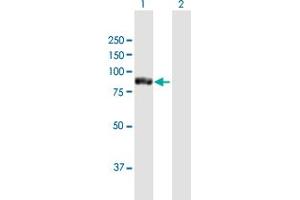 Western Blot analysis of TTC12 expression in transfected 293T cell line by TTC12 MaxPab polyclonal antibody. (TTC12 anticorps  (AA 1-732))