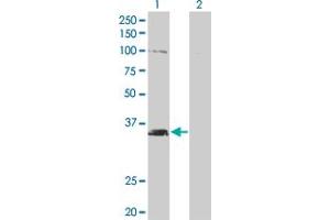 Western Blot analysis of MSI2 expression in transfected 293T cell line by MSI2 monoclonal antibody (M11), clone 3B6.