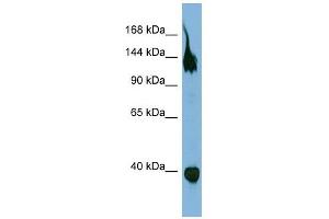 SEMA6A antibody used at 1 ug/ml to detect target protein. (SEMA6A anticorps  (Middle Region))