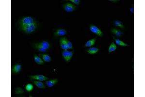 Immunofluorescence staining of Hela cells with ABIN7167656 at 1:133, counter-stained with DAPI. (RXFP1 anticorps  (AA 17-151))