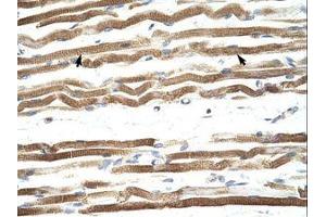 Image no. 1 for anti-Nuclear Factor of Activated T-Cells, Cytoplasmic, Calcineurin-Dependent 4 (NFATC4) (AA 601-650) antibody (ABIN202948)