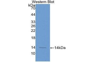 Western Blotting (WB) image for anti-Melatonin Receptor 1A (MTNR1A) (AA 216-257) antibody (ABIN2117830) (Melatonin Receptor 1A anticorps  (AA 216-257))