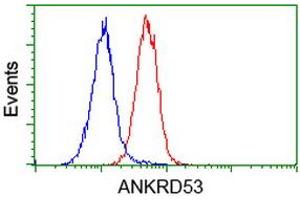 Image no. 4 for anti-Ankyrin Repeat Domain 53 (ANKRD53) (AA 1-300) antibody (ABIN1490723) (ANKRD53 anticorps  (AA 1-300))