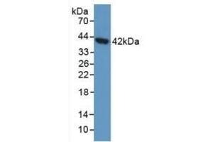 Detection of AGA in Human 293T Cells using Polyclonal Antibody to Aspartylglucosaminidase (AGA) (AGA anticorps  (AA 28-245))