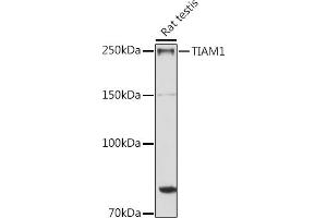 Western blot analysis of extracts of Rat testis, using TI antibody (ABIN6130725, ABIN6149146, ABIN6149147 and ABIN6214431) at 1:1000 dilution. (TIAM1 anticorps  (AA 1392-1591))