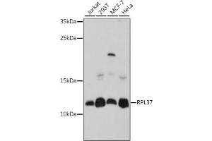 Western blot analysis of extracts of various cell lines, using RPL37 antibody (ABIN7270008) at 1:1000 dilution. (RPL37 anticorps  (AA 1-97))