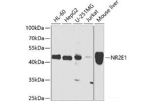 Western blot analysis of extracts of various cell lines using NR2E1 Polyclonal Antibody at dilution of 1:1000. (NR2E1 anticorps)