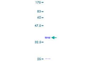 Image no. 1 for Interferon, alpha-Inducible Protein 6 (IFI6) (AA 1-130) protein (GST tag) (ABIN1307418)