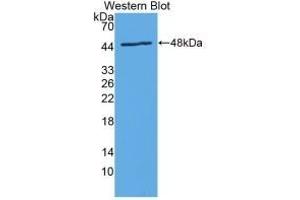 Detection of Recombinant IL24, Rat using Monoclonal Antibody to Interleukin 24 (IL24) (IL-24 anticorps  (AA 29-183))