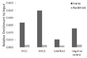 Chromatin immunoprecipitation analysis of extracts of K-562 cells, using Ikaros antibody (ABIN7267841) and rabbit IgG.