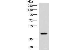 Western blot analysis of Mouse liver tissue lysate using HPN Polyclonal Antibody at dilution of 1:550 (Hepsin anticorps)