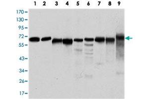 Western blot analysis using PRKAA1 monoclonal antobody, clone 2B7  against Jurkat (1), HeLa (2), HepG2 (3), MCF-7 (4), COS-7 (5), NIH/3T3 (6), K-562 (7), HEK293 (8), and PC-12 (9) cell lysate.