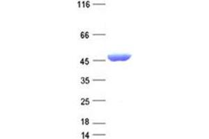 Validation with Western Blot