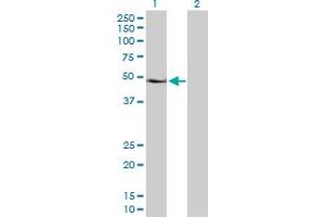 Western Blot analysis of PAX6 expression in transfected 293T cell line by PAX6 MaxPab polyclonal antibody.