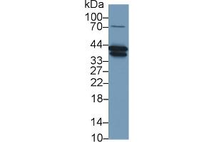 Detection of Hpt in Porcine Liver lysate using Polyclonal Antibody to Haptoglobin (Hpt)