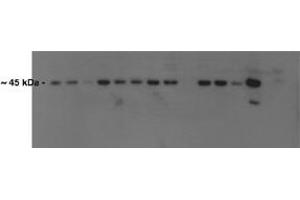 Atf4 antibody - N-terminal region  validated by WB using Mouse Kidney at 0. (ATF4 anticorps  (N-Term))