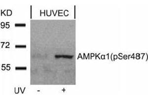 Image no. 4 for anti-Protein Kinase, AMP-Activated, alpha 1 Catalytic Subunit (PRKAA1) (pSer487) antibody (ABIN196905) (PRKAA1 anticorps  (pSer487))