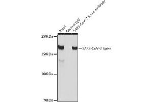 Immunoprecipitation analysis of 300 μg extracts of 293T cells using 3 μg SARS-CoV-2 Spike antibody (ABIN7266506).
