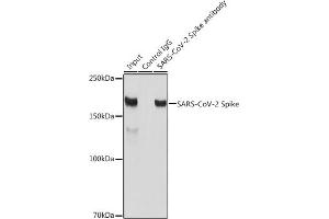Immunoprecipitation analysis of 300 μg extracts of 293T cells using 3 μg SARS-CoV-2 Spike antibody (ABIN7266506). (Coronavirus Spike Glycoprotein anticorps)