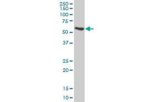 APOH MaxPab polyclonal antibody. (APOH anticorps  (AA 1-345))