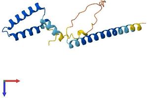 AlphaFold protein structure predicition of Human Recombinant SPA17 Protein, UniprotID Q15506