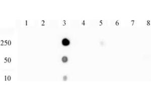 NFκB p65 phospho Ser529 pAb tested by dot blot analysis. (NF-kB p65 anticorps  (pSer529))