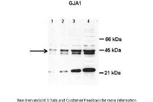 Lanes:   Lane1: 8 ug total cardiac lysate Lane2: 15 ug total cardiac lysate Lane3: 30 ug total cardiac lysate  Lane4: 50 ug total cardiac lysate  Primary Antibody Dilution:   1 ug/ml  Secondary Antibody:     Secondary Antibody Dilution:     Gene Name:   GJA1  Submitted by:   Anonymous (Connexin 43/GJA1 anticorps  (Middle Region))