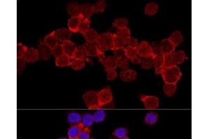 Confocal immunofluorescence analysis of THP-1 cells using CD11A Polyclonal Antibody at dilution of 1:200.