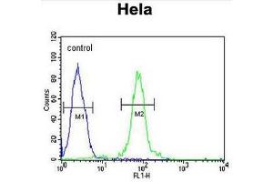 FBXW8 Antibody (Center) flow cytometric analysis of Hela cells (right histogram) compared to a negative control cell (left histogram). (FBXW8 anticorps  (Middle Region))