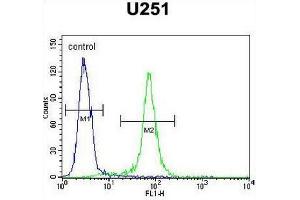 CCDC9 Antibody (N-term) flow cytometric analysis of U251 cells (right histogram) compared to a negative control cell (left histogram). (CCDC9 anticorps  (N-Term))