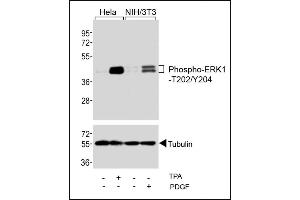 Western blot analysis of extracts from Hela cells, untreated or treated with T (200nM), and NIH/3T3 cells, untreated or treated with PDGF (100 ng/mL), using Phospho-ERK1-/ Antibody (upper) or Tubulin (lower). (ERK1/2 anticorps  (pThr202, pTyr204))