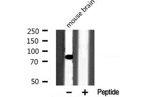 Western blot analysis of OCT1 expression in Mouse brain lysate (POU2F1 anticorps  (N-Term))