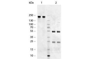 Image no. 1 for Goat anti-Chicken IgM antibody (ABIN300203)