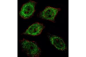 Fluorescent image of  cell stained with UCHL1 Antibody (C-term) (ABIN388870 and ABIN2839166)/SA120806AG. (UCHL1 anticorps  (C-Term))