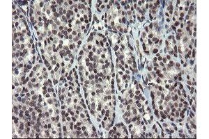 Image no. 6 for anti-Zinc Finger, BED-Type Containing 1 (ZBED1) antibody (ABIN1501794)