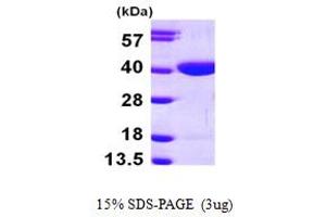 SDS-PAGE (SDS) image for Ribokinase (RBKS) (AA 1-322) protein (His tag) (ABIN667296) (Ribokinase Protein (RBKS) (AA 1-322) (His tag))