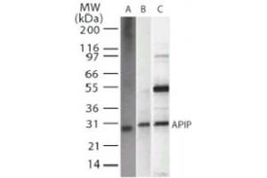 Western blot analysis of APIP in A) recombinant protein, B) HeLa, and C) 293 whole cell lysate. (APIP anticorps)