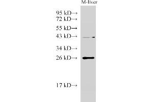 Western Blot analysis of Mouse liver using GSTA1 Polyclonal Antibody at dilution of 1:1000 (GSTA1 anticorps)