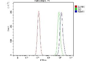 Flow Cytometry analysis of HEL cells using anti-RBM11 antibody (ABIN7599152). (RBM11 anticorps  (AA 1-246))